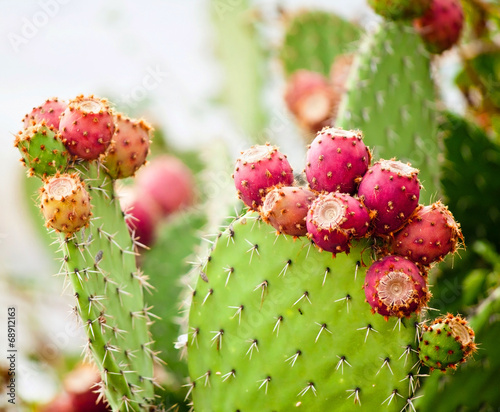 Prickly pear cactus close up with fruit in red color, cactus spi