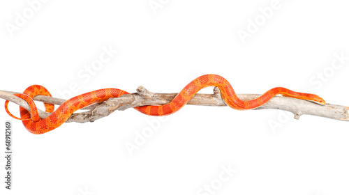 Creamsicle Corn Snake (Elaphe guttata guttata) on a dry branch.