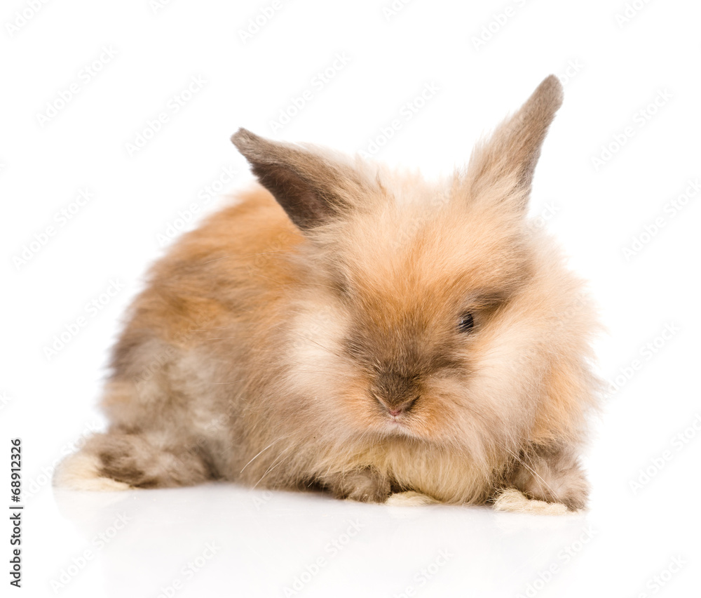 Cute rabbit in front. isolated on white background Cute rabbit in front. isolated on white background