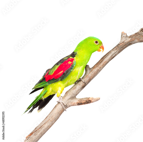 Red-Winged Parrot (Aprosmictus erythropterus) in profile. isolat © Ermolaev Alexandr