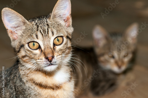 Wallpaper Mural Cat face with a blurred cat in the background Torontodigital.ca
