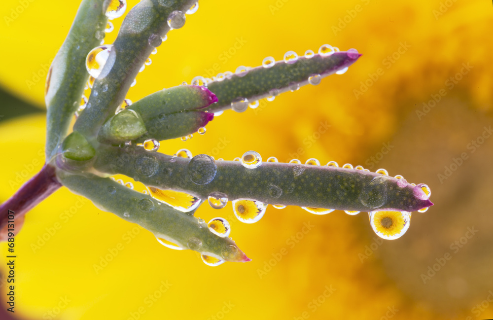 Fototapeta premium flower