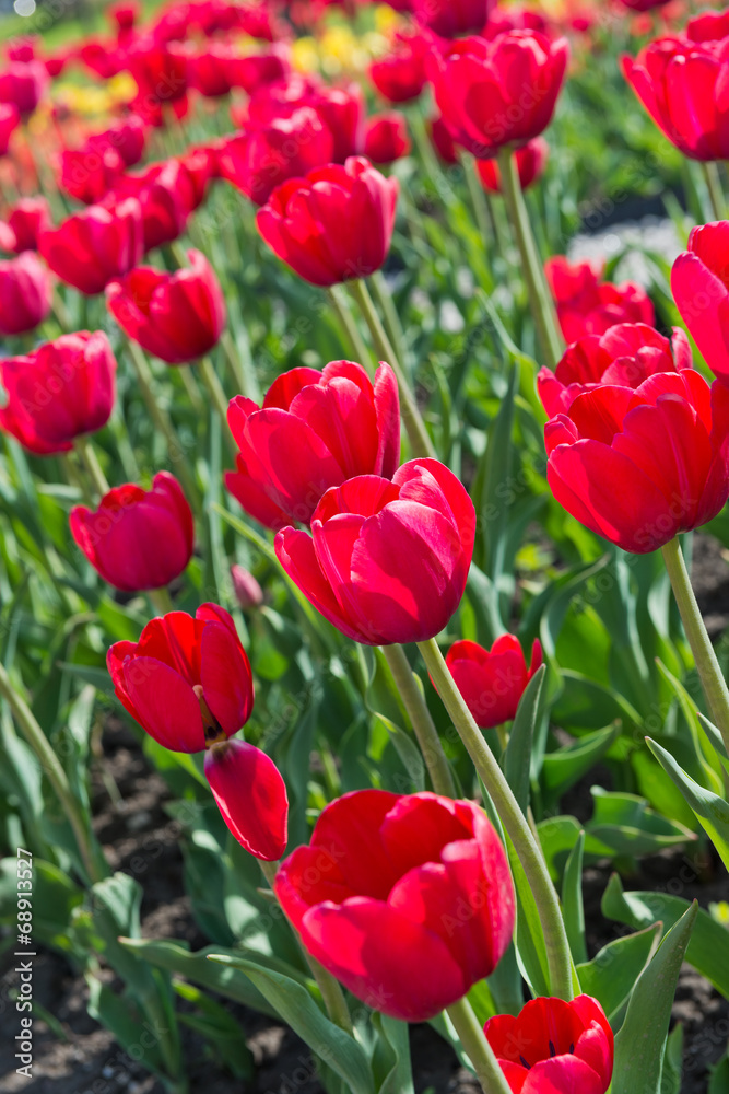 beautiful tulips field in spring time