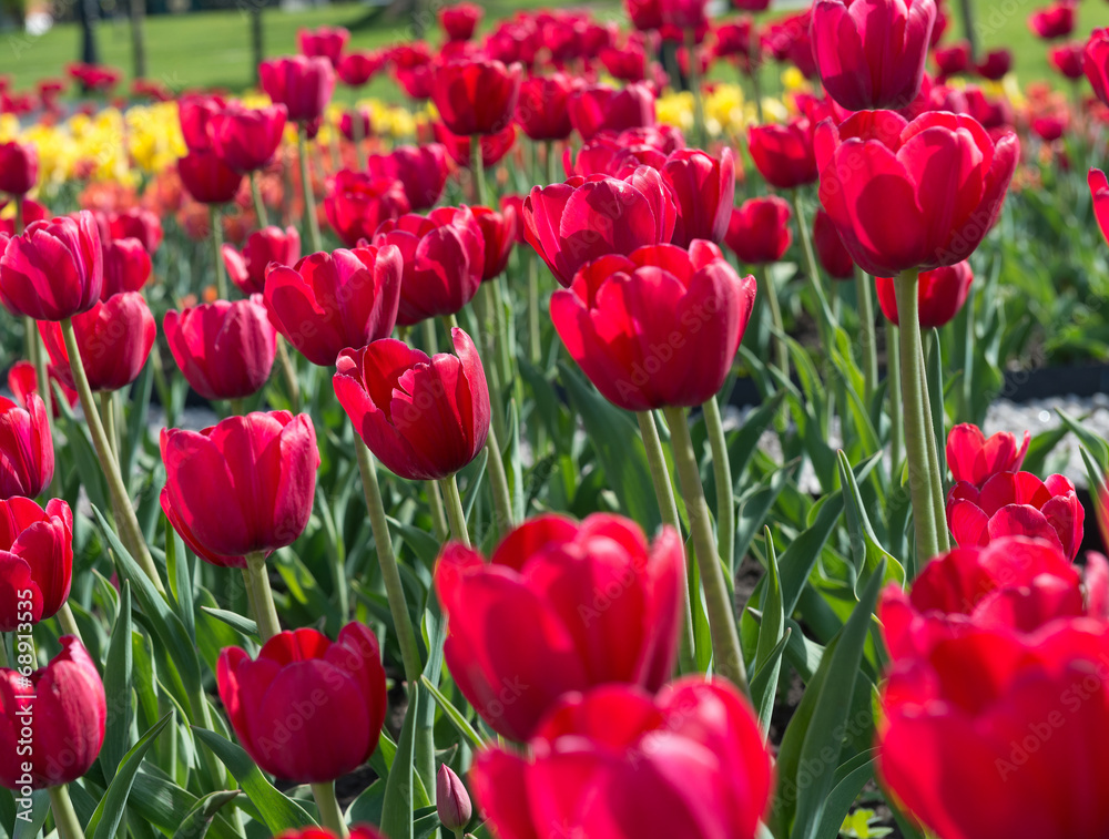 beautiful tulips field in spring time beautiful tulips field in spring time