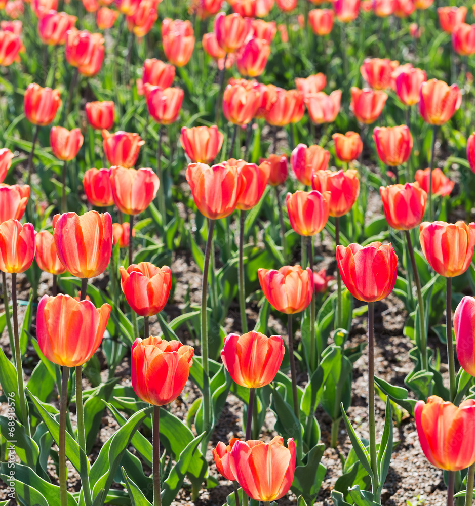 beautiful tulips field in spring time beautiful tulips field in spring time