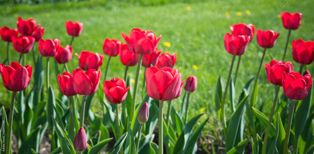 beautiful tulips field in spring time beautiful tulips field in spring time