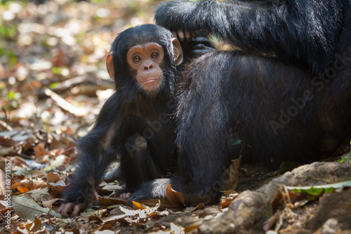 Obraz na plátne Infant chimpanzee in Gombe National Park, Tanzania