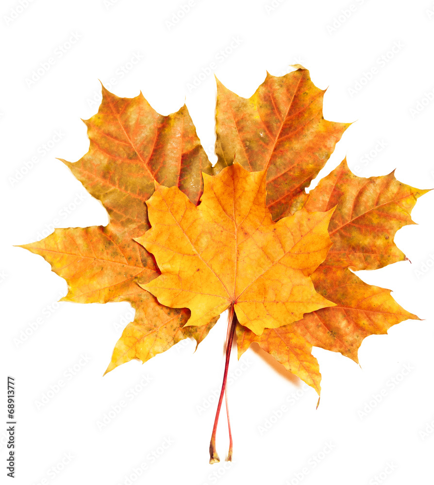 Obraz premium leaves maple