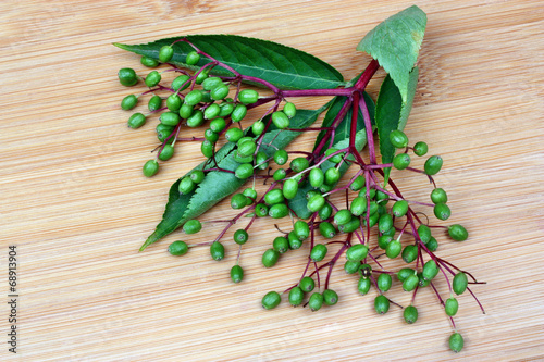 Fototapeta Naklejka Na Ścianę i Meble -  Unripe fruits of elderberry