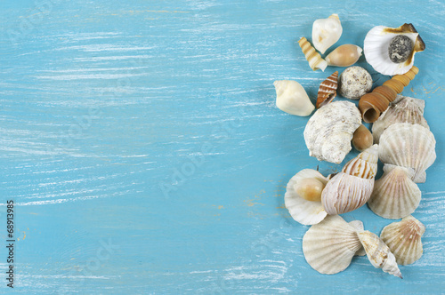 Seashells collection