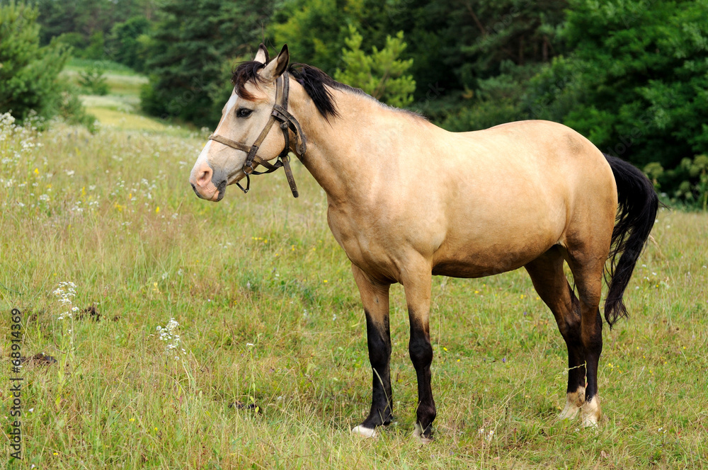 Obraz premium Horse.