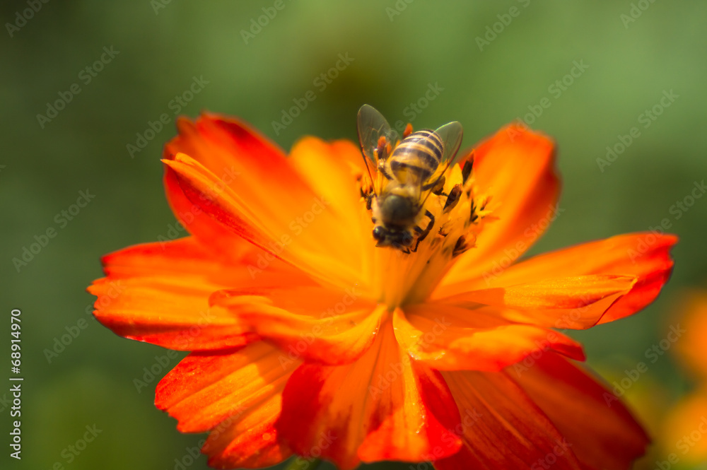 Sulfur Cosmos