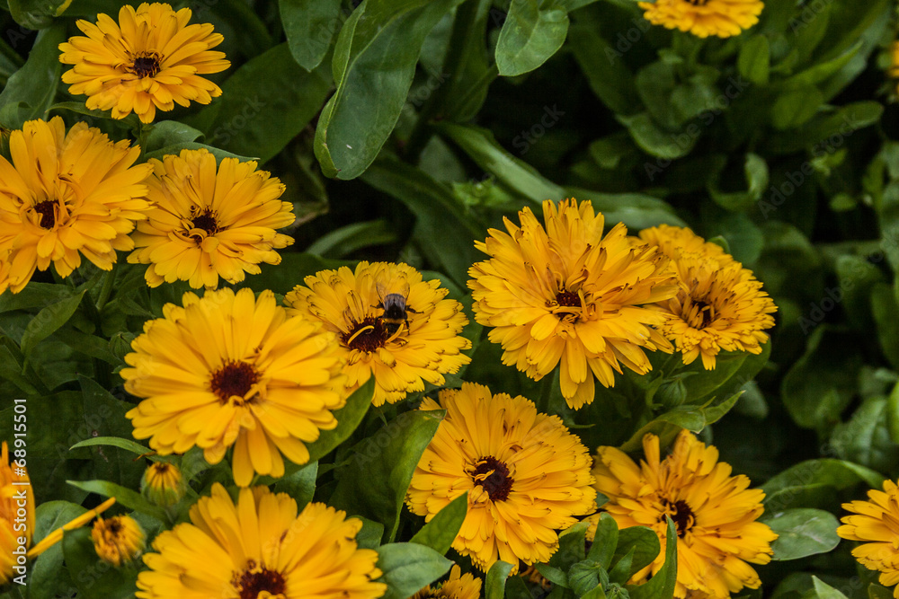 Giardino Botanico Dublino Giardino Botanico Dublino