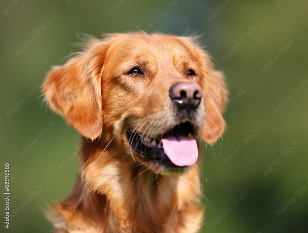 Golden retriever dog