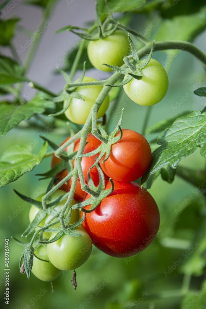 Branch of tomatoes in greenhouse