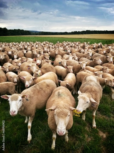 Εκτύπωση καμβά Troupeau mouton