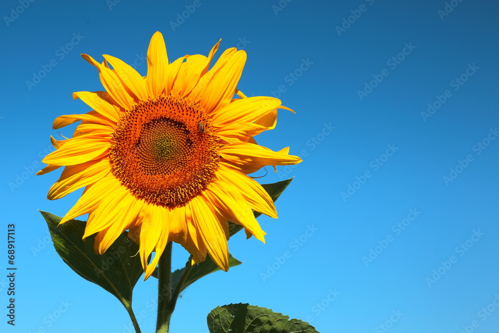 Blooming sunflower