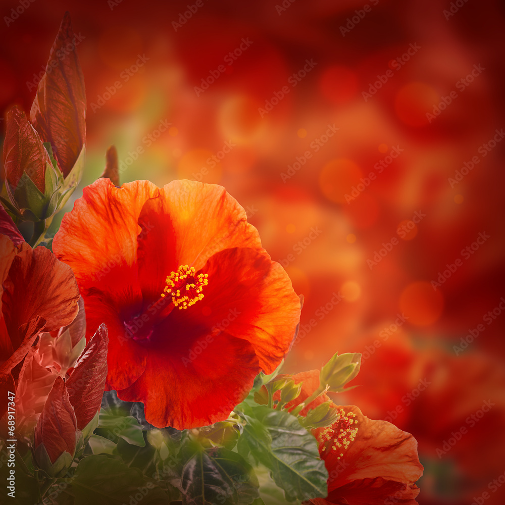 Bunch of red hibiscus flower background - obrazy, fototapety, plakaty 