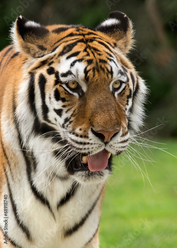 Tiger © Mariusz Blach