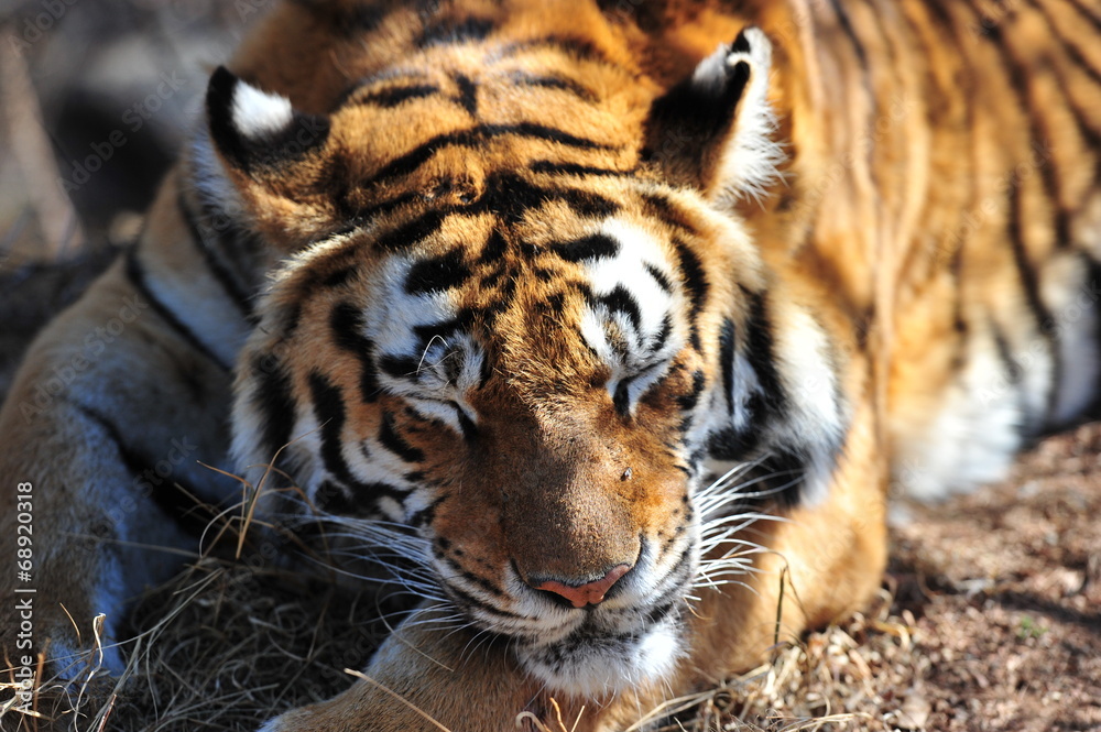 Fototapeta premium Shot of a sleeping tiger