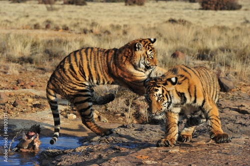 Pair of young tigers play-fighting