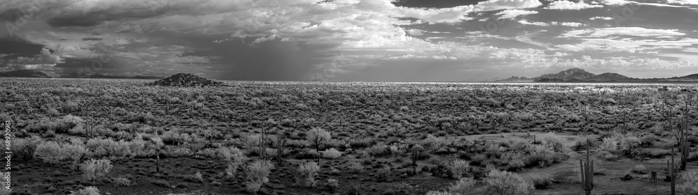 Fototapeta premium Sonora Desert Panorama