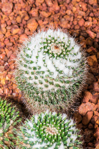 Close up of Mammillaria pringlei photo