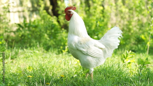 Beautiful white rooster in the green grass