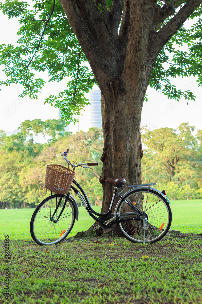 Fototapeta premium bicycle on green grass under tree