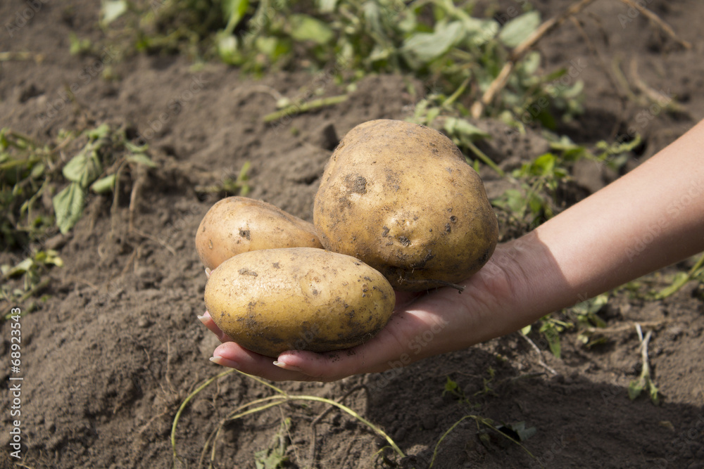 Close up of fresh organic potatoes in the field. Close up of fresh organic potatoes in the field.