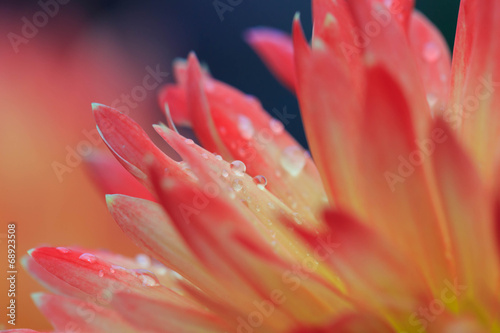 Tropfen auf Blüte