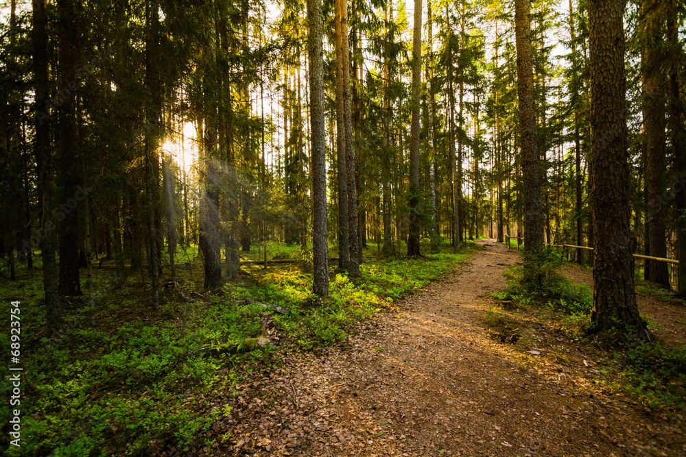 Evening in the Forest