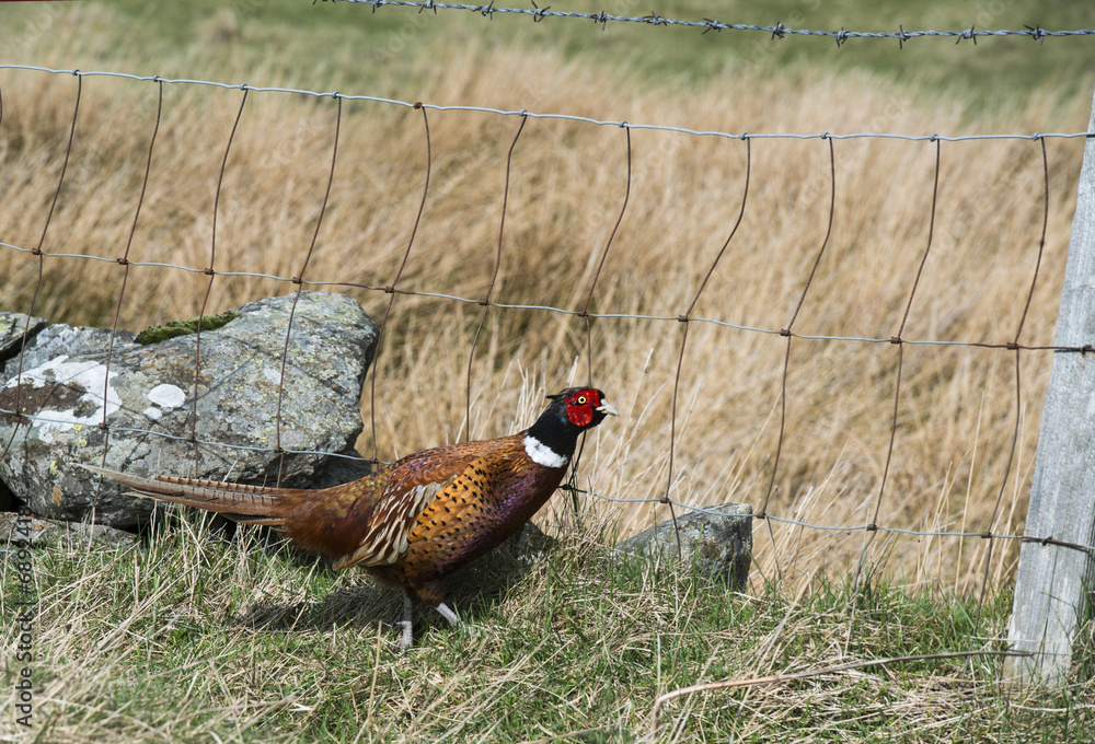 Fototapeta premium Pheasant - Phasianus colchicus