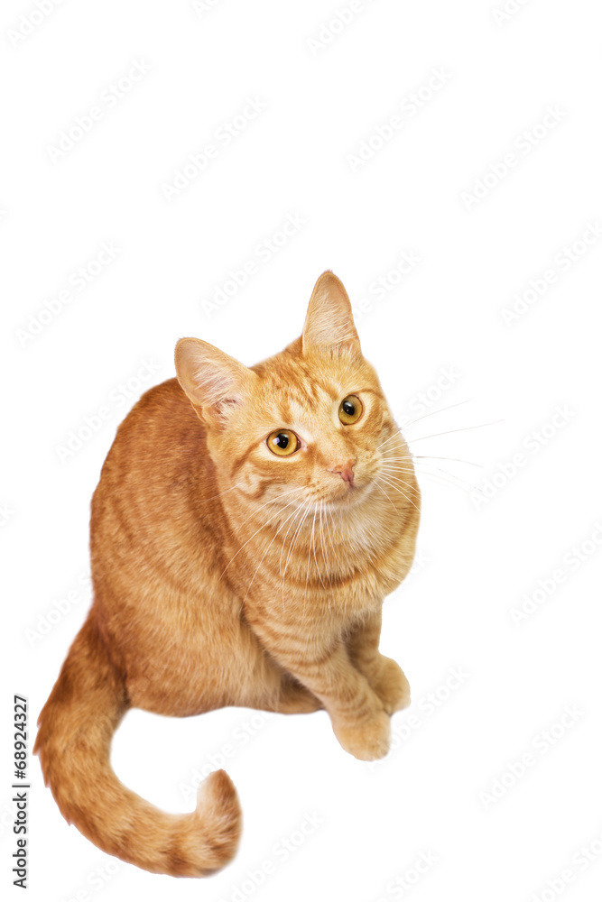 red cat is isolated on white.