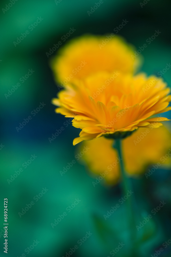 Ringelblumen Ringelblumen