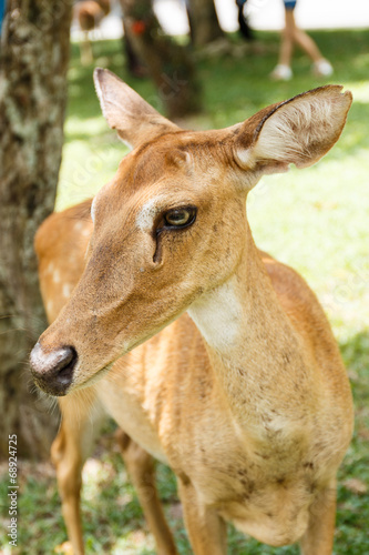 Fototapeta Naklejka Na Ścianę i Meble -  close up deer