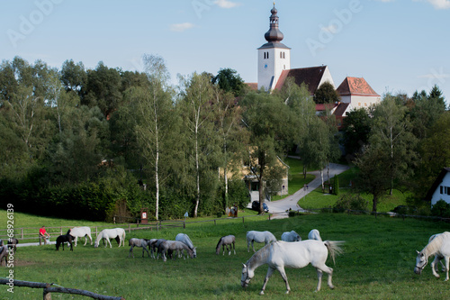 Piber und die Lipizzaner photo