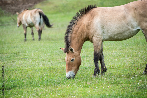 Przewaski horse equus ferus przwealski in captivity