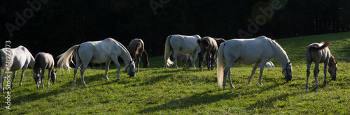 Lipizzaner auf der Weide