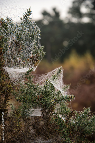 Spider's web covered in dew on cold Autumn morning
