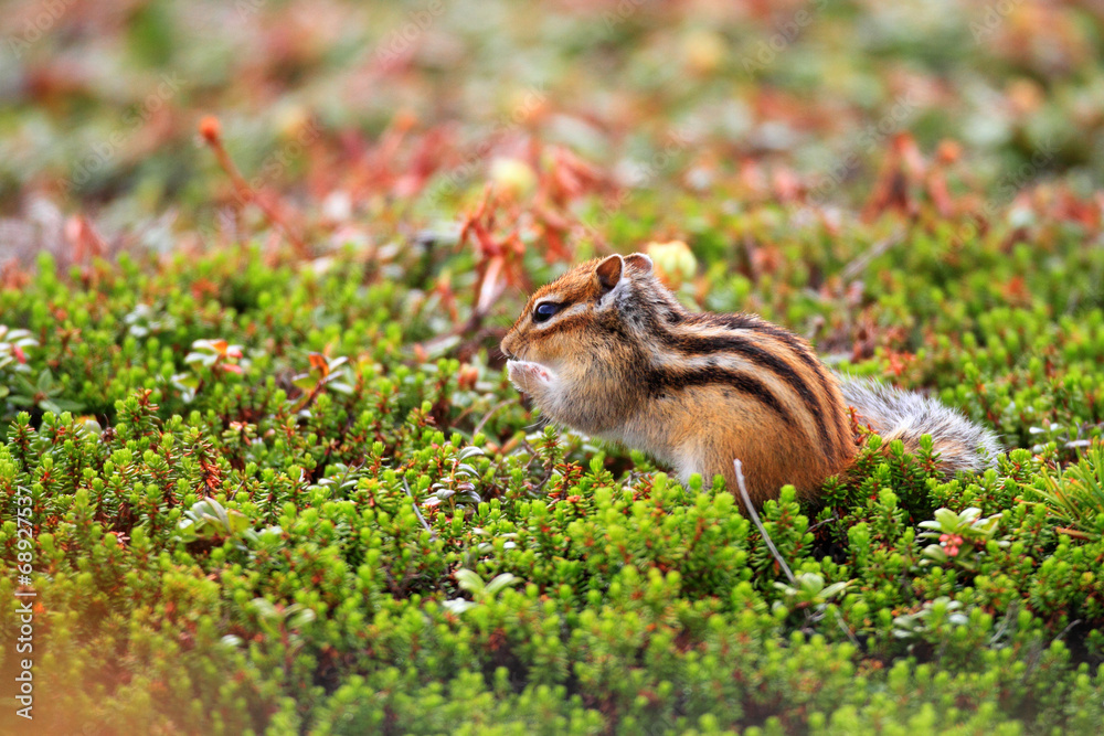 Siberian chipmunk (Tamias sibiricus) in Hokkaido, Japan Siberian chipmunk (Tamias sibiricus) in Hokkaido, Japan