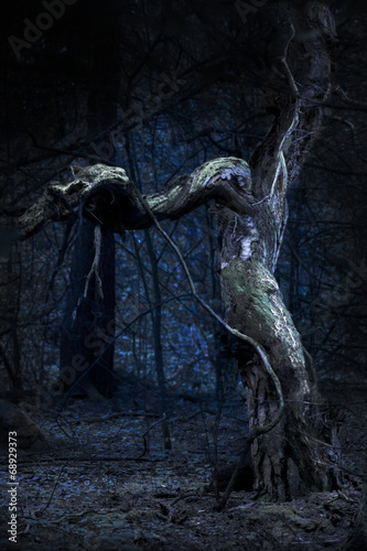 Spooky old tree