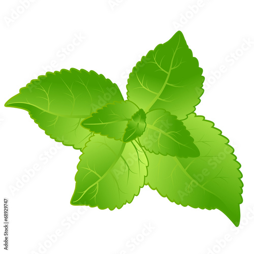 Fresh Mint Leaves