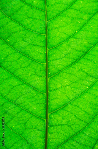 Green leaf background texture