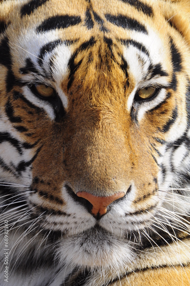 Naklejka premium Closeup Portrait shot of a Bengal Tiger