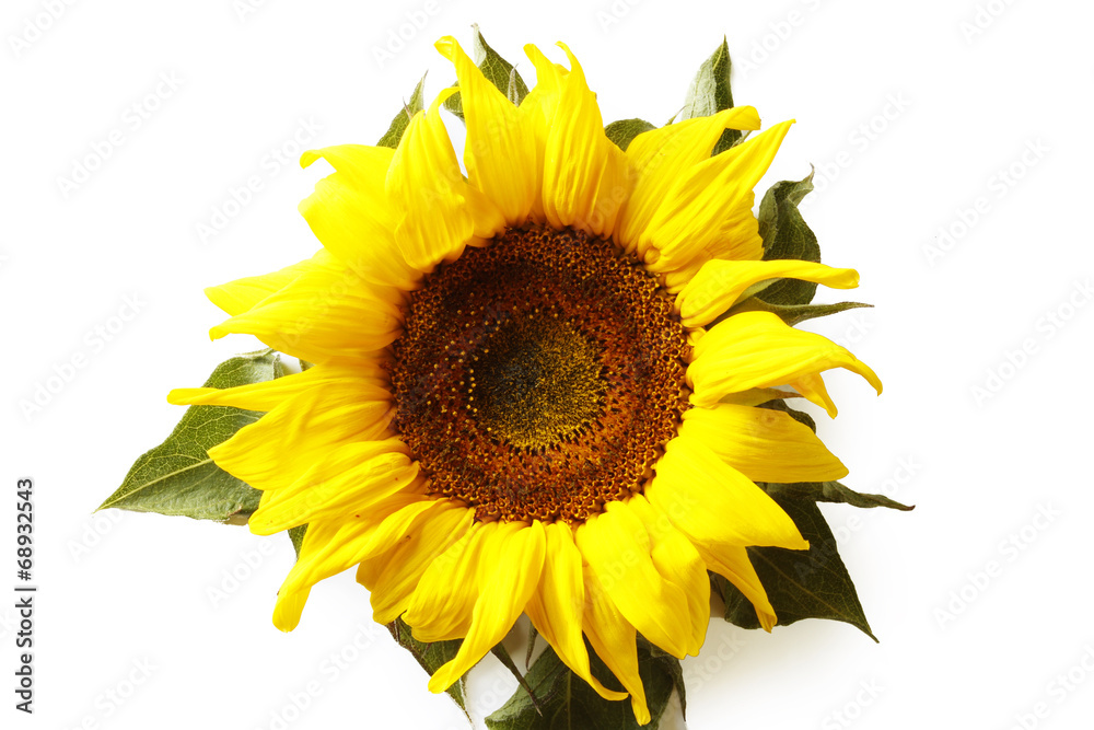 Obraz premium Sunflower