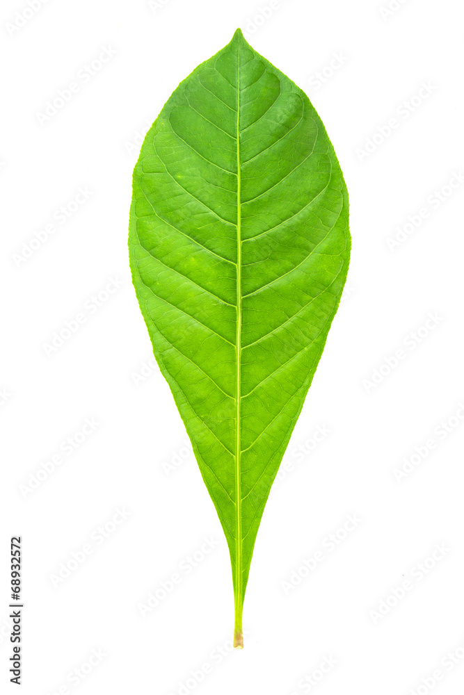 Fototapeta premium fresh and green leaves