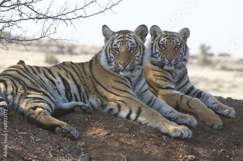A pair of young tigers 