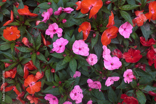 New Guinea Impatiens flower