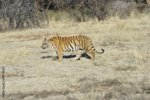 Bengal Tiger on patrol in its territory